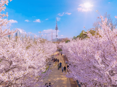 Ngắm Hoa Anh Đào 2026 tại Hàn Quốc