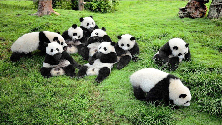 Thành Đô - Cửu Trại Câu - Lạc sơn Đại Phật - Ảnh 5