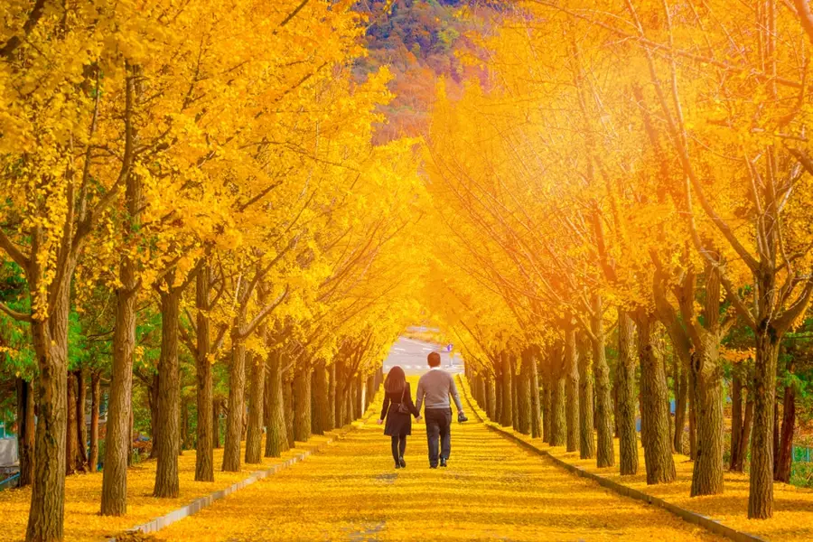 du lịch Hàn quốc mùa thu