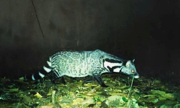 Vườn Quốc Gia Nam Cát Tiên & Khám Phá Đêm Rừng Xanh - Ảnh 4