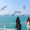 Hàn Quốc mùa thu: Busan – Seoul – Đảo Nami - Làng Cổ Namsan - Hải Âu