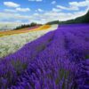Mùa hè Nhật Bản Hokkaido - Mùa hoa Lavender