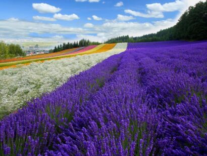 Mùa hè Nhật Bản Hokkaido - Mùa hoa Lavender
