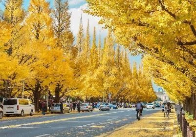 Mùa thu trên cung đường vàng Nhật Bản Tokyo - Phú Sĩ - Nagoya - Kyoto - Osaka - Ảnh 4